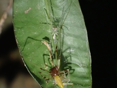 Cheiracanthiidae