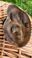 Melanoleuca melaleuca