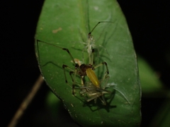 Cheiracanthiidae