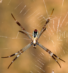 Argiope dang