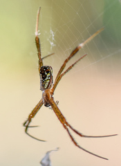 Argiope dang