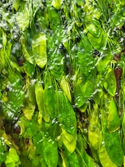 Potamogeton polygonifolius