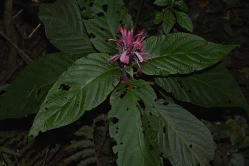 Justicia carnea