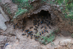 Macrotermes carbonarius