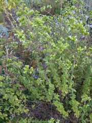 Origanum