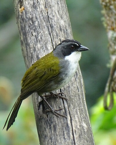 Grey-browed Brushfinch (Arremon assimilis), photo 6
