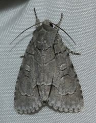 Acronicta radcliffei