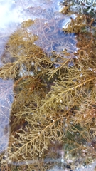 Cystoseira humilis