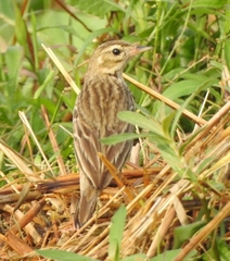 Anthus trivialis