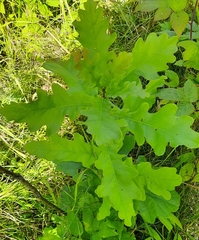 Quercus macranthera