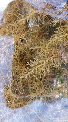 Cystoseira humilis