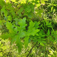 Quercus macranthera