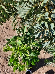 Senna candolleana