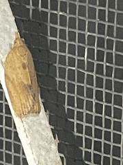 Epiphyas postvittana