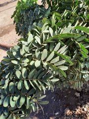 Senna candolleana