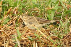 Anthus trivialis
