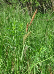 Carex acuta