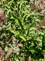 Schinus latifolia
