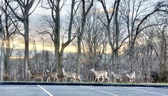 Odocoileus virginianus