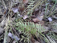Polemonium acutiflorum