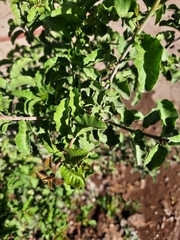 Schinus latifolia