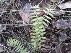 Polemonium acutiflorum