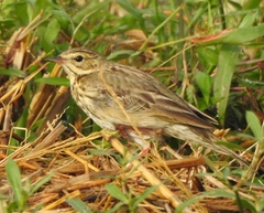 Anthus trivialis