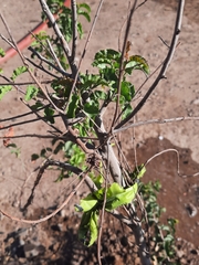 Schinus latifolia