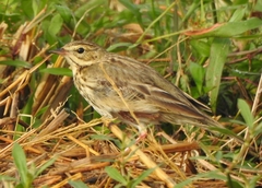 Anthus trivialis