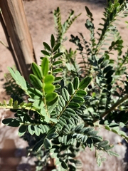 Senna candolleana