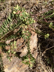 Euphorbia genistoides