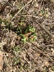 Euphorbia genistoides
