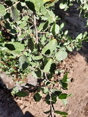 Quillaja saponaria