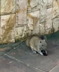 Callosciurus erythraeus