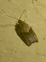 Epiphyas postvittana