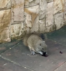 Callosciurus erythraeus