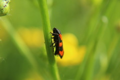 Cercopis vulnerata