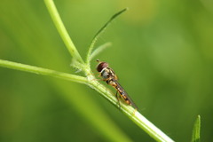 Episyrphus balteatus