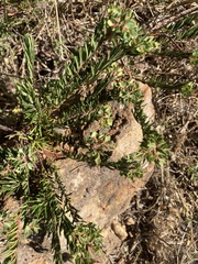 Euphorbia genistoides