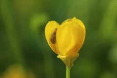 Viridicerus ustulatus