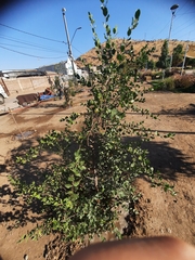 Quillaja saponaria