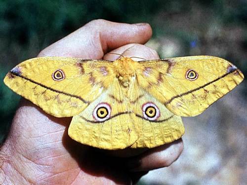 Nudaurelia petiveri