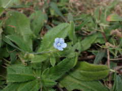 Thyrocarpus sampsonii