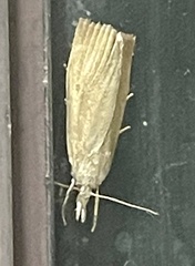 Culladia cuneiferellus