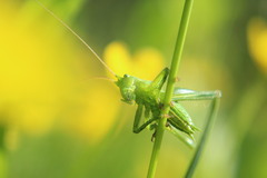 Tettigonia viridissima