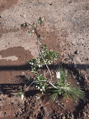 Cryptocarya alba