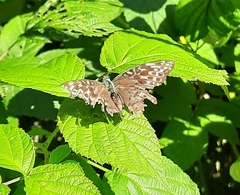 Argynnis paphia