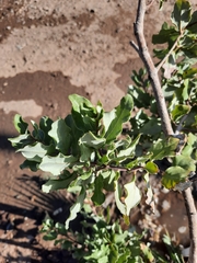 Cryptocarya alba