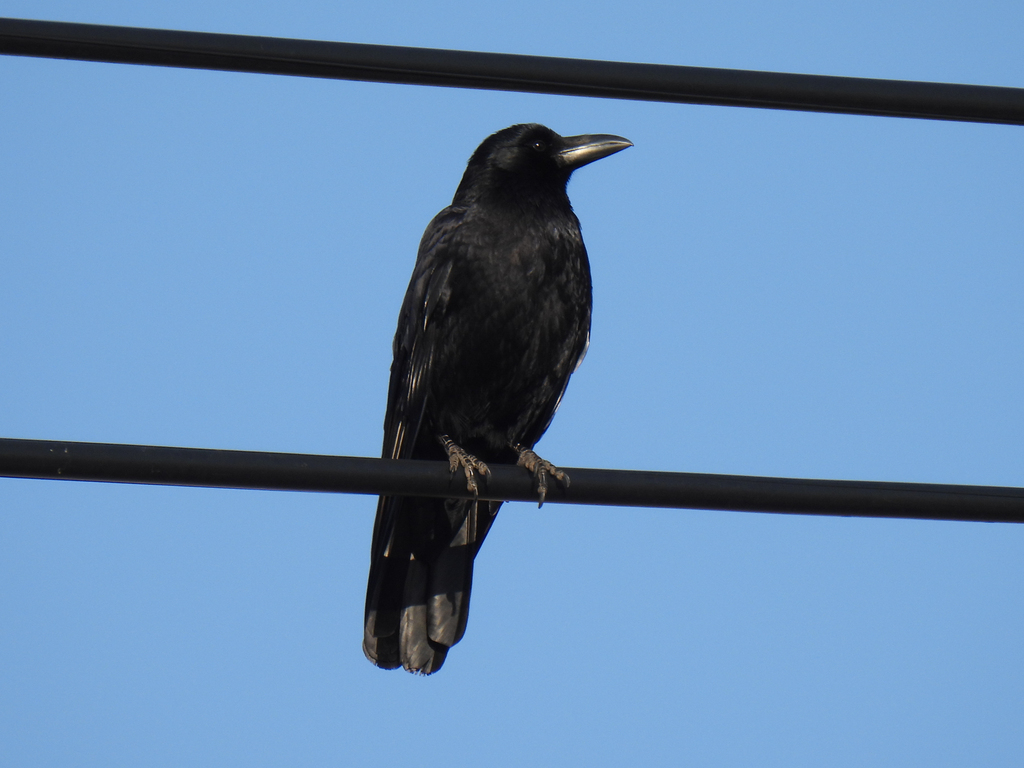 Carrion Crow from Kugenumakaigan, Fujisawa, Kanagawa 251-0037, Japan on ...