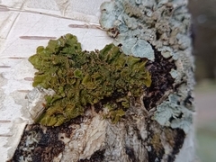 Melanohalea exasperata